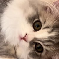 横になる子猫