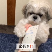 てんぽさんにおもちゃが届いたら3