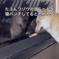 テレビ裏から出てくる猫の手で遊ぶチェコスロバキアンウルフドッグ