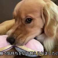 ママさんもおもちゃも独り占め♡
