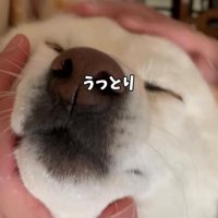 目を閉じてうっとりしている犬