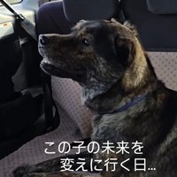 譲渡会に参加するために移動