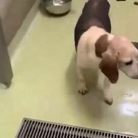 開いた柵を見つめる犬