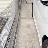 振り向く大型犬