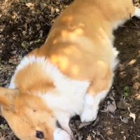 土の上に横になる犬2