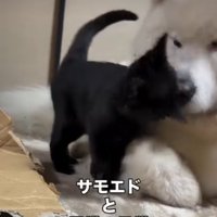犬にくっつく猫5