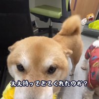 ヒコーキ耳でおもちゃを持ってくる豆柴アップ