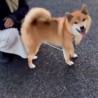 尻尾を振り笑顔のぽてとくん