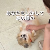人になでられる犬
