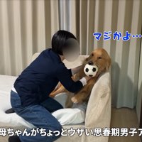 抱きしめられる犬
