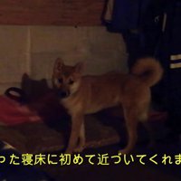 新しい寝床もチェック