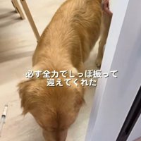 尻尾を振って再会を喜ぶ