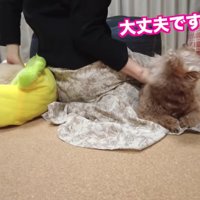 振り返ってママを見る虎太郎くん