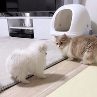 距離を取って見つめ合う犬と猫