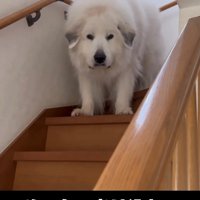 階段の途中で立ち尽くす犬