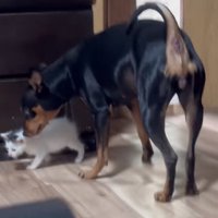 子猫を見守る犬