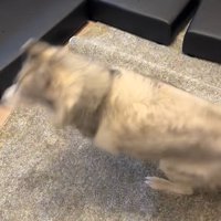 喜んで回る大型犬