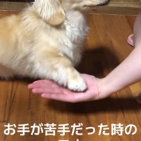 飼い主の手のひらに前足を置く犬