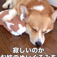 ぬいぐるみを抱えて寂しがる