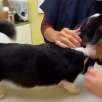 動物病院