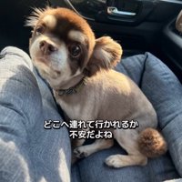 不安そうな犬
