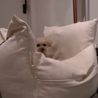 ドライブベッドに入るモコちゃん