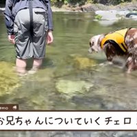 男の子のあとをついて川の中を歩くオーストラリアンシェパード