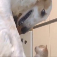 ボルゾイ