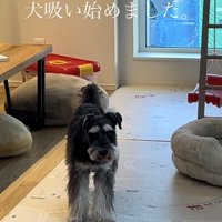 キョトンとした顔でカメラを見るシュナウザー