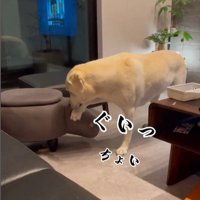 おもちゃを取ってほしそうなきぬちゃん4