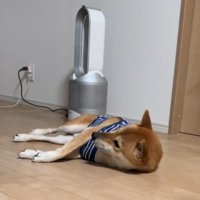 リスを見つめる柴犬