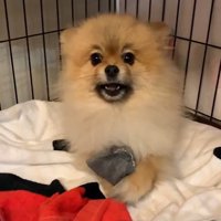 怒るチャックくん