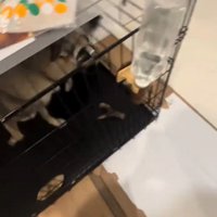 ケージの中にあった皿を咥える犬