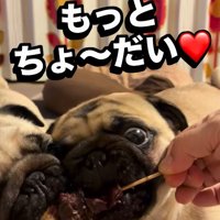 やきとりを食べる小型犬たち