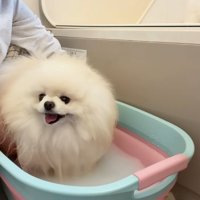 お風呂に入るポテチくん