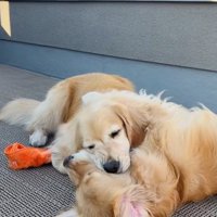 仲良しなコメちゃんとイクラちゃん