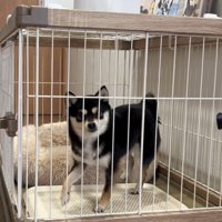 「ケージから出たい」とアピール中