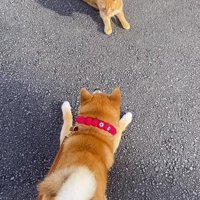 猫の前に伏せる犬