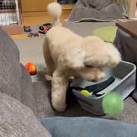 その後の楽しそうに遊ぶ姿♪