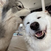 同居犬のPOWちゃんも♪