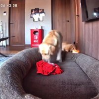 ニオイを確認するレイスちゃん