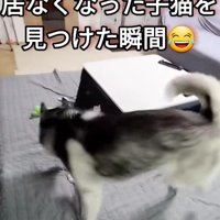 猫がいなくなった！？