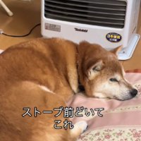 満足気な表情でスヤスヤ