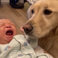 泣く赤ちゃんに寄り添う犬