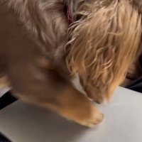 Appleマークを引っかく犬