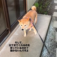 名残惜しそうに立ち止まる犬