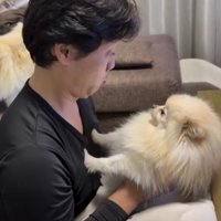 真剣な目で相手を見る犬