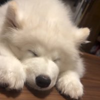 爆睡しているごえもん君
