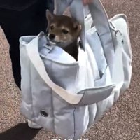 バッグから顔を出す子犬