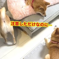 「仲良くしてほしいだけなのに…」